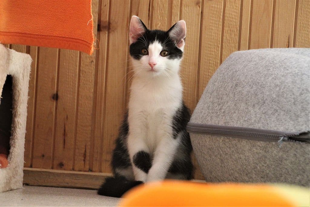 Findus - - Bild 1