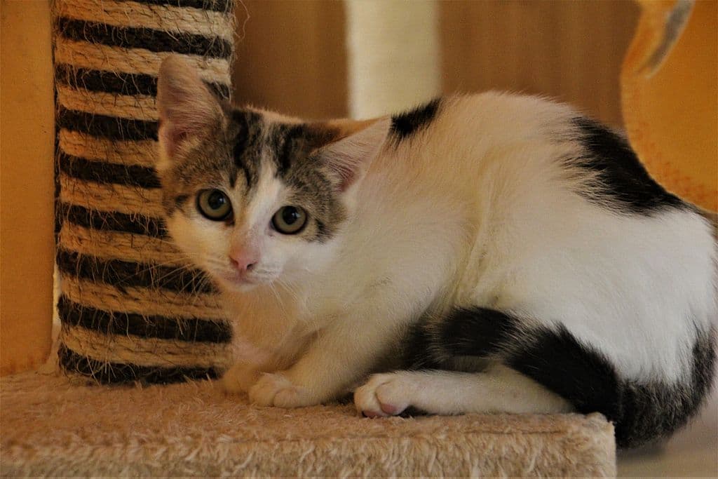 Maja - - Bild 1