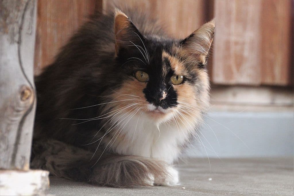 Bianca - - Bild 1