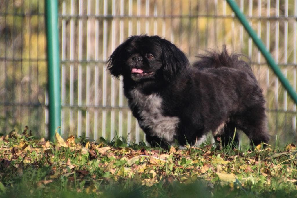 Timmy - - Bild 5
