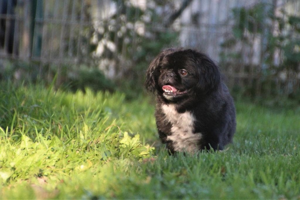 Timmy - - Bild 1