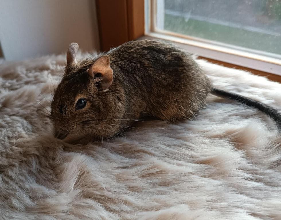 Degu - - Bild 3