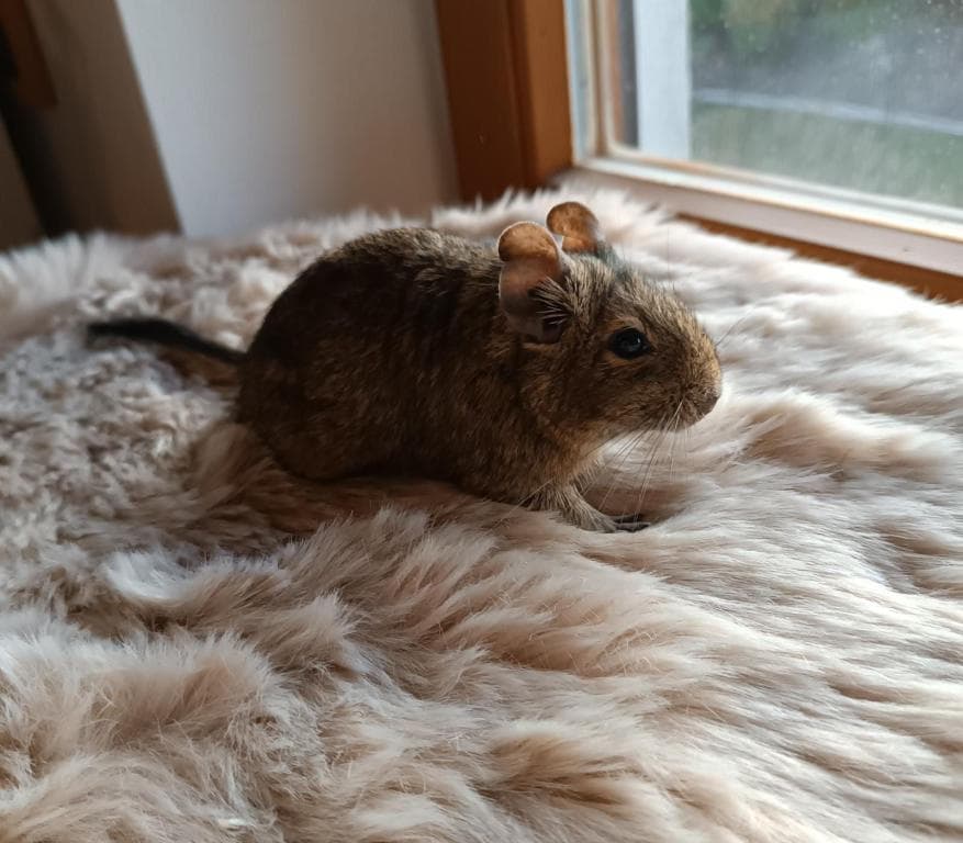 Degu - - Bild 1