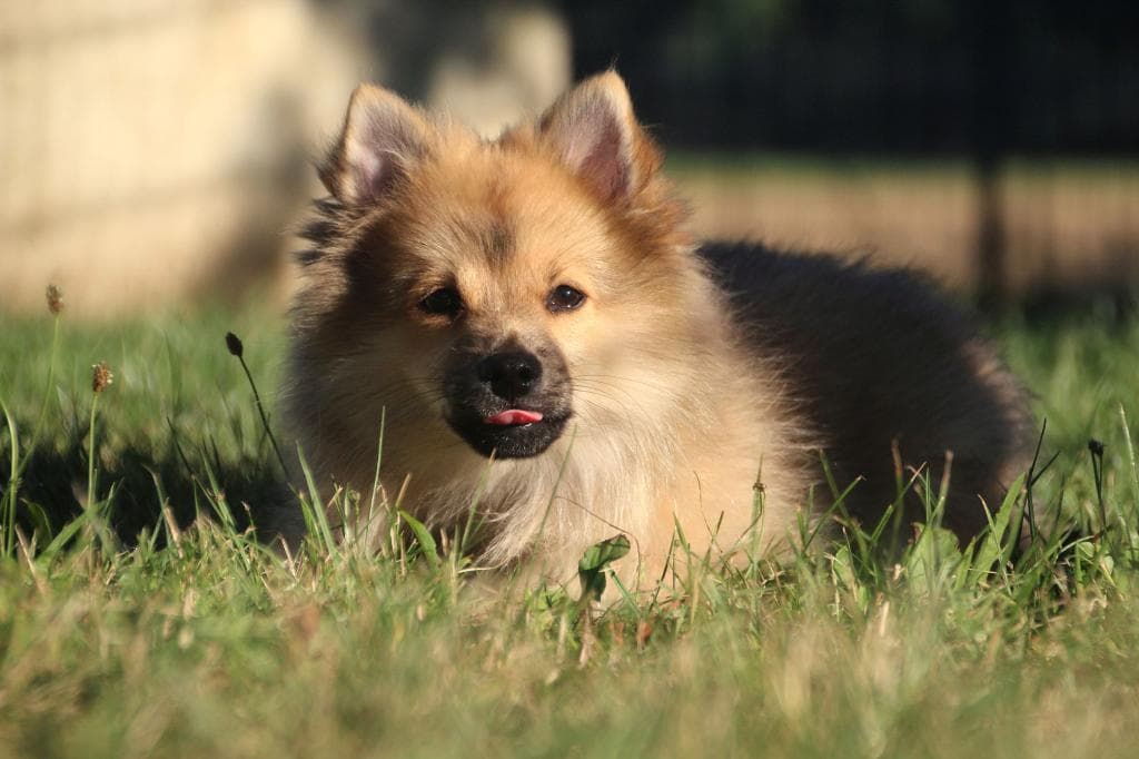 Spitz - - Bild 1