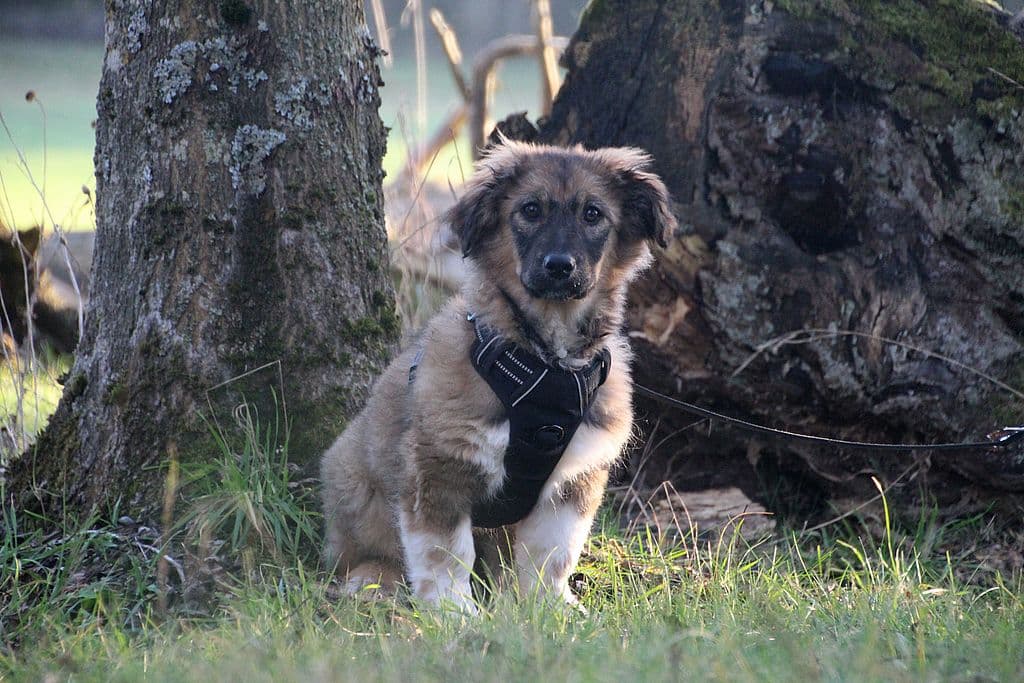 Rosalie - - Bild 3