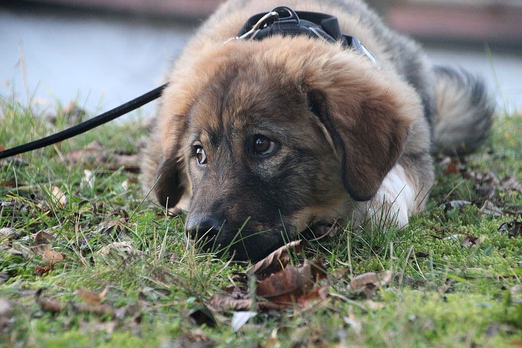 Edward - - Bild 3