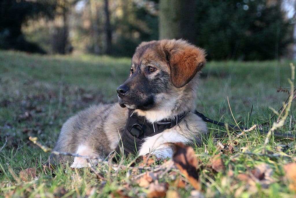 Edward - - Bild 1