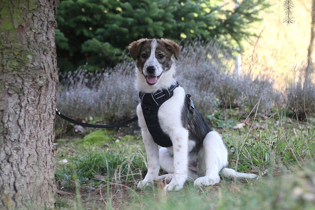 Bella - Dackel - Bild 1