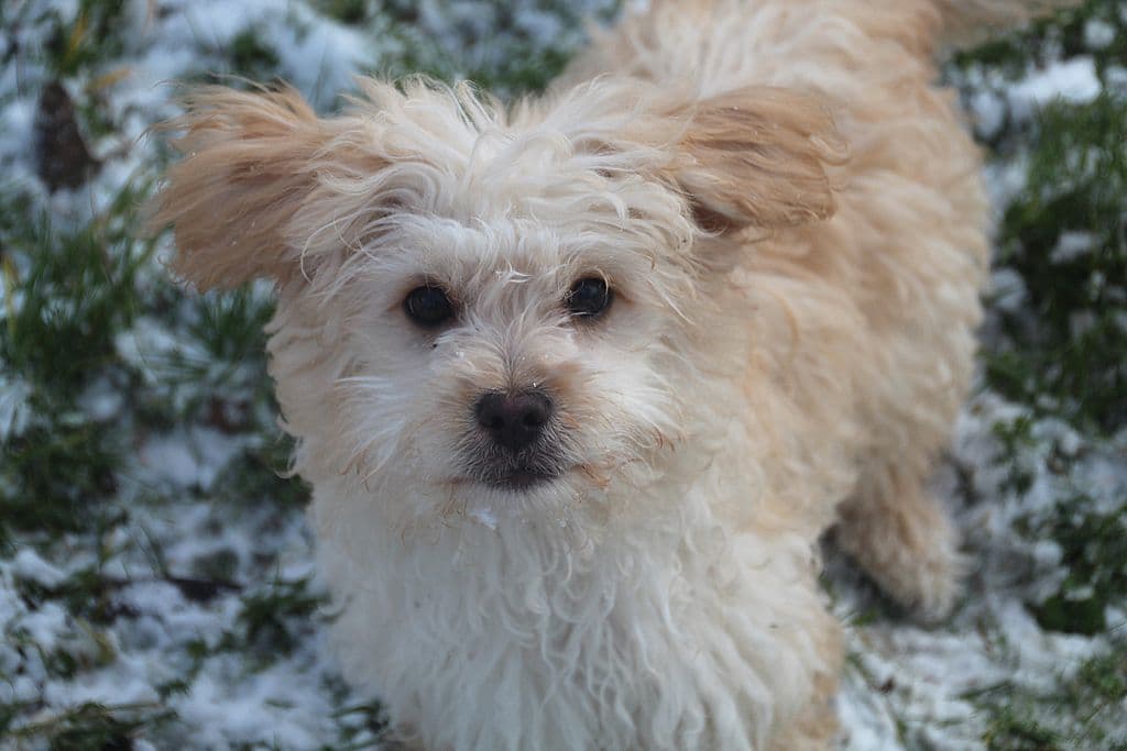 Buddy - - Bild 1