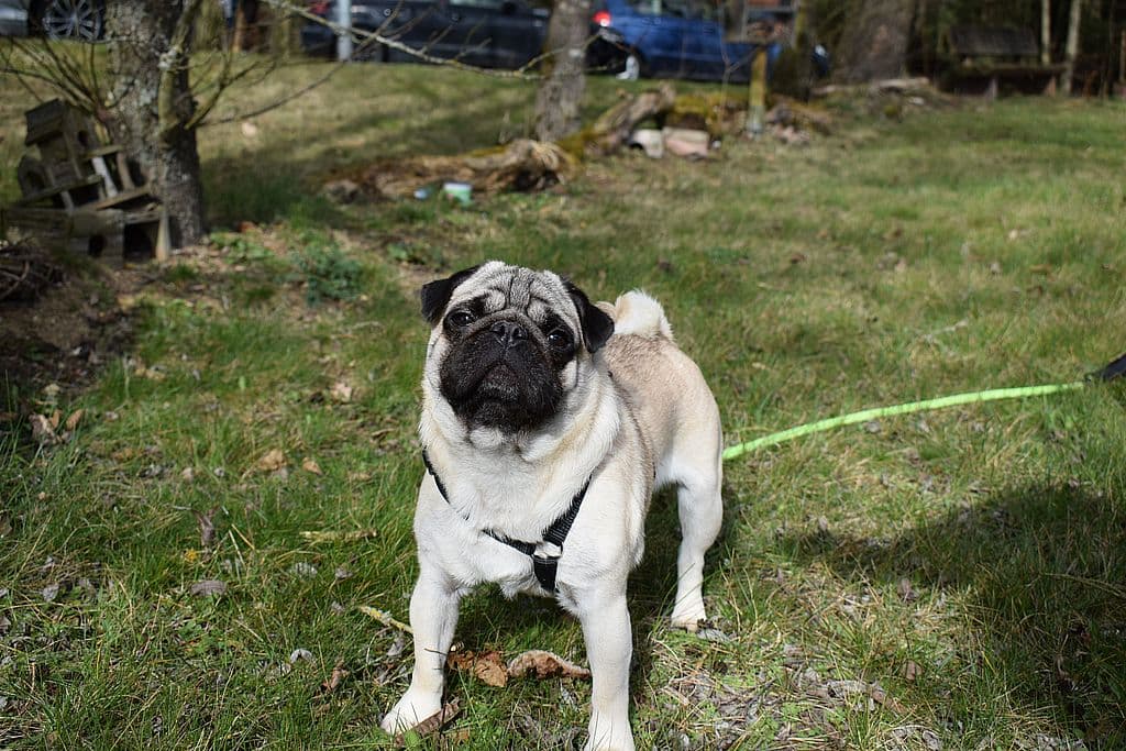 Teddy - Mops - Bild 3