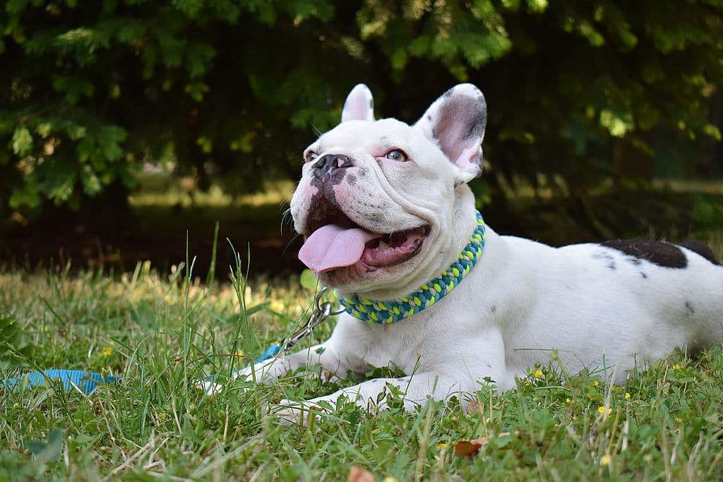 Archie - Französische Bulldogge - Bild 3