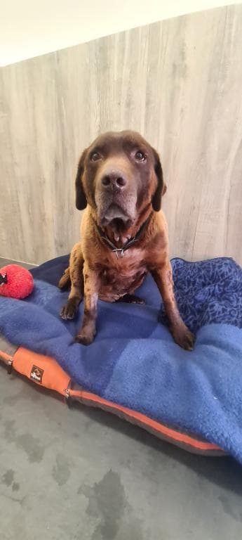 Kleie - Labrador Retriever - Bild 6