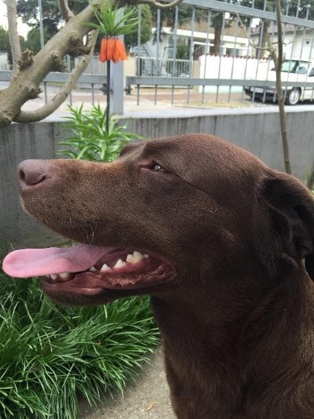 Kleie - Labrador Retriever - Bild 3