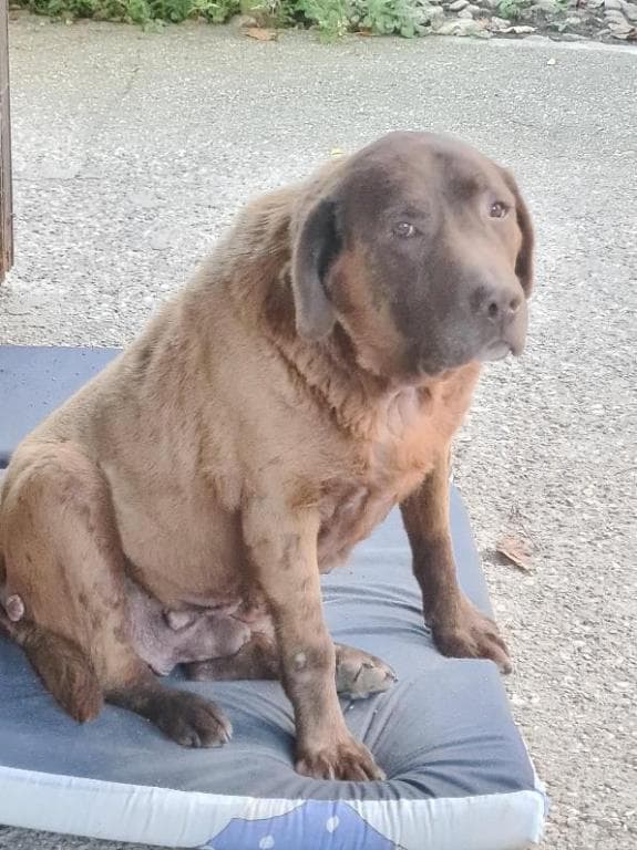 Kleie - Labrador Retriever - Bild 5