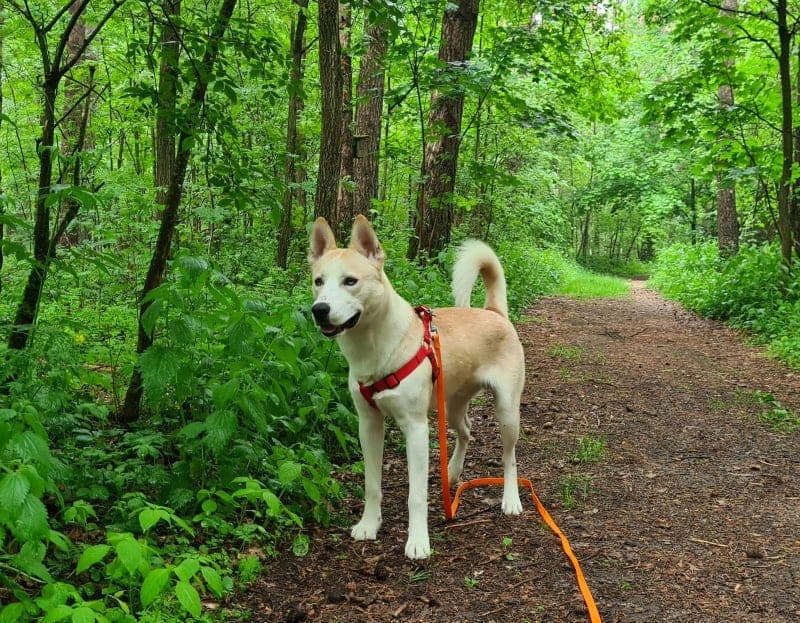 Akita-Mix Anakin