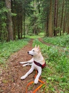 Anakin - Akita - Bild 3