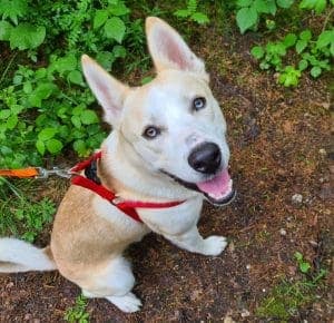 Anakin - Akita - Bild 7