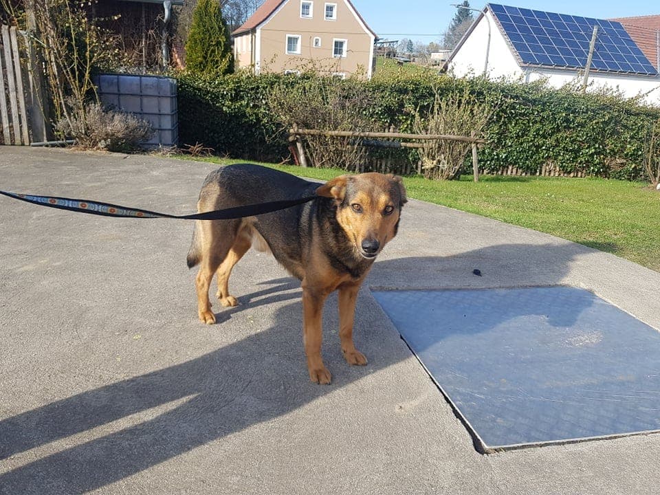 Lupo - - Bild 4