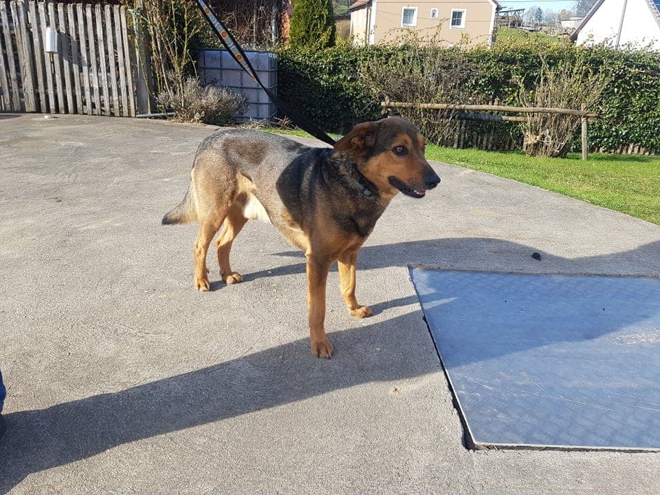 Lupo - - Bild 3