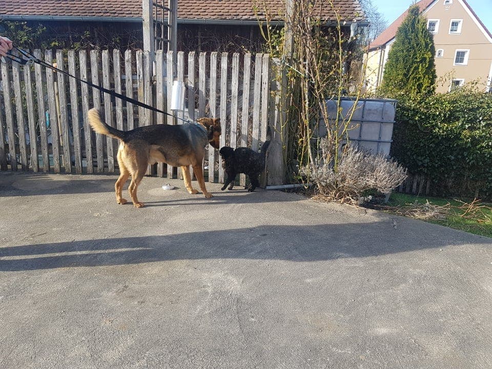 Lupo - - Bild 6