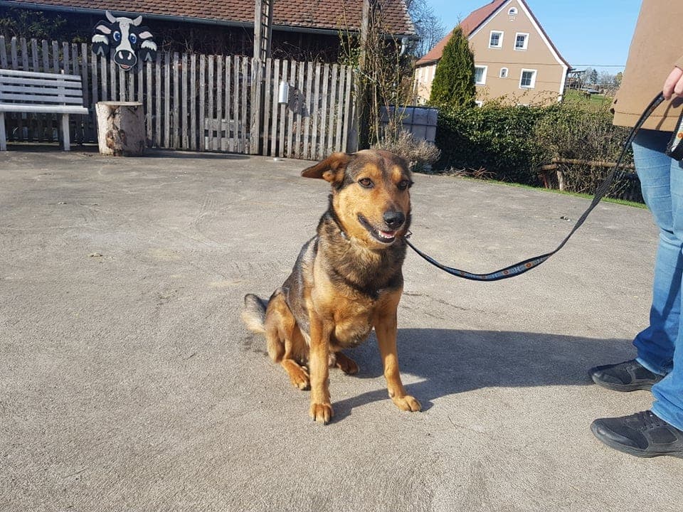 Lupo - - Bild 5