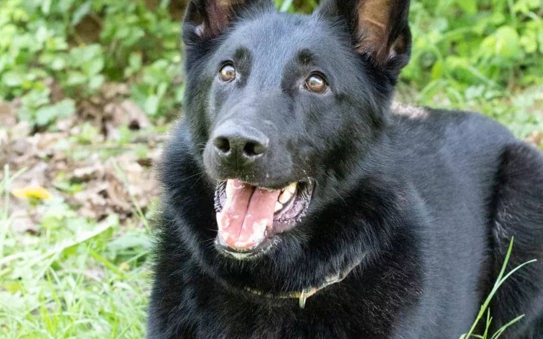 Bear - Deutscher Schäferhund - Bild 1