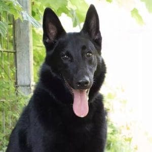 Bear - Deutscher Schäferhund - Bild 3