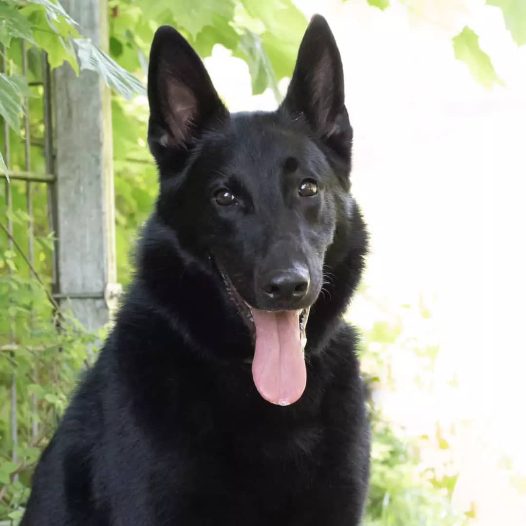 Bear - Deutscher Schäferhund - Bild 2