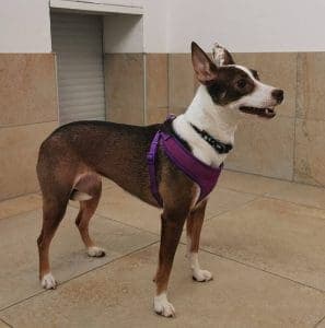 Tilda - Basenji - Bild 9