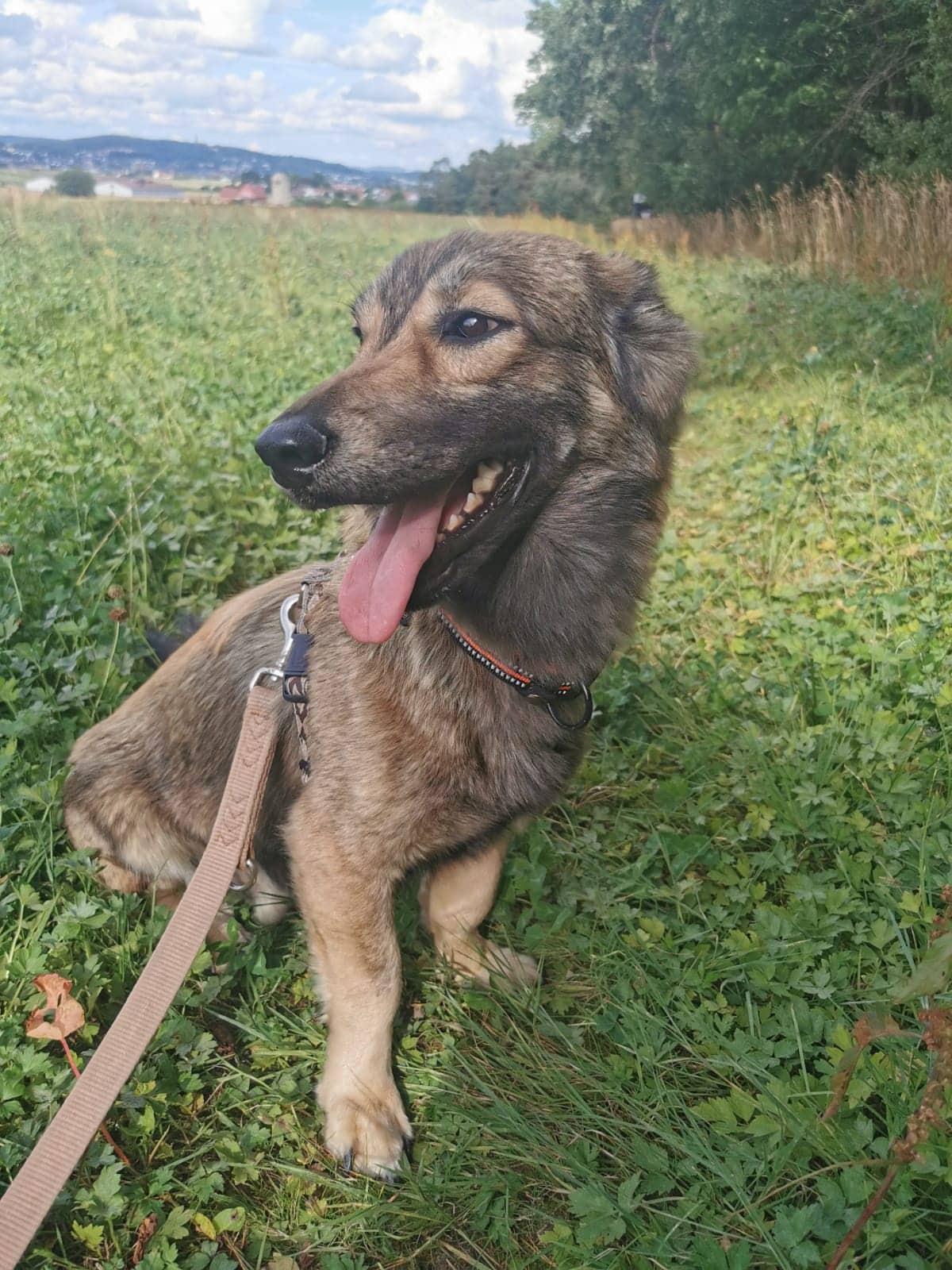 Balu - - Bild 6