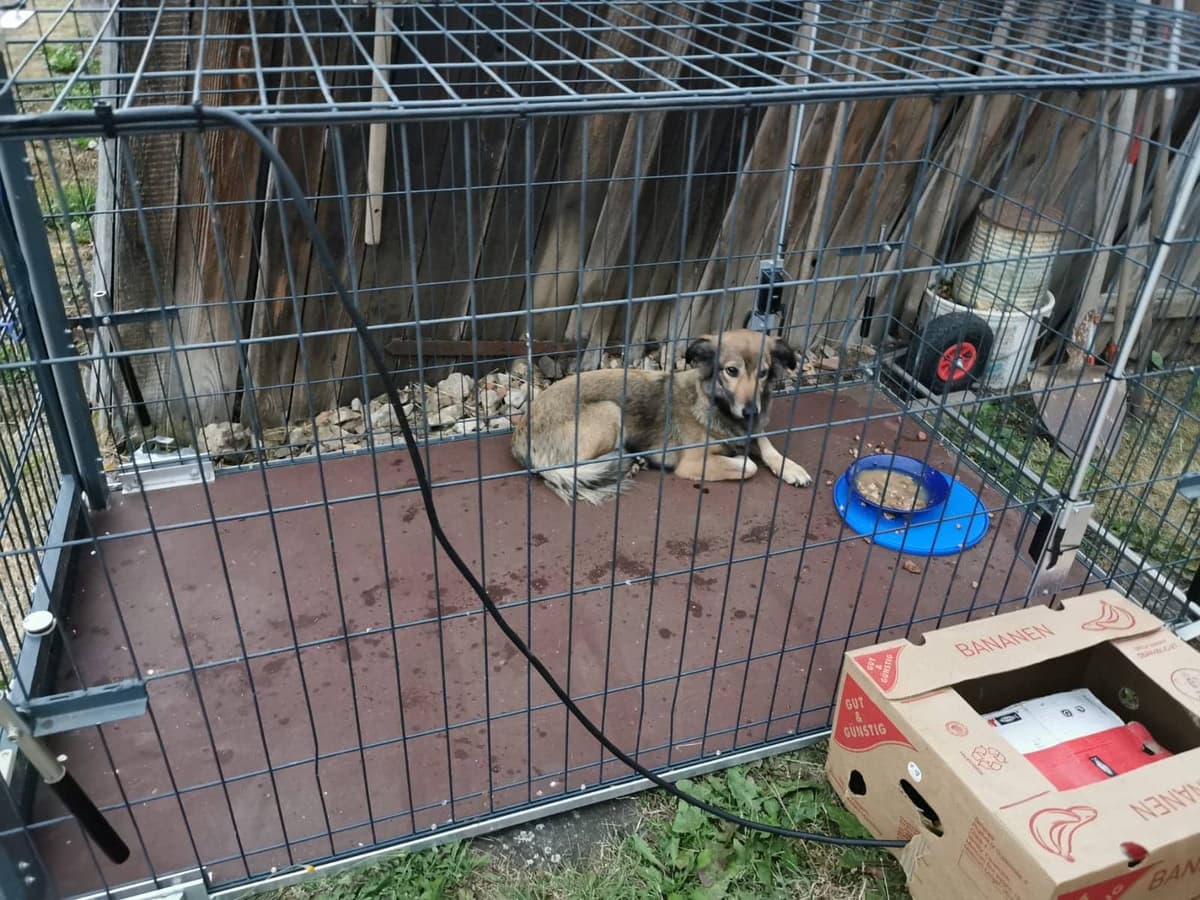 Balu - - Bild 2