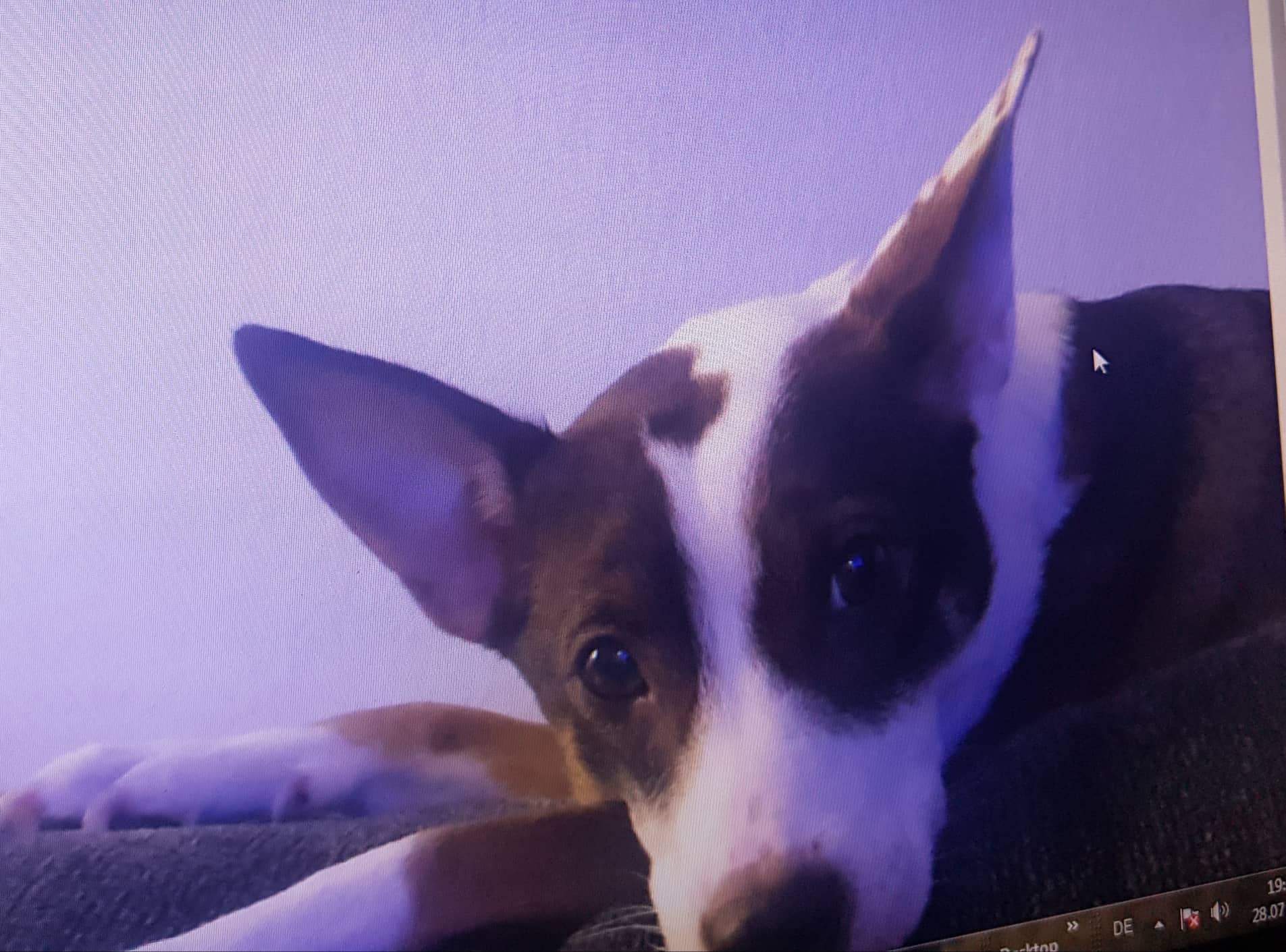 Tilda - Basenji - Bild 2