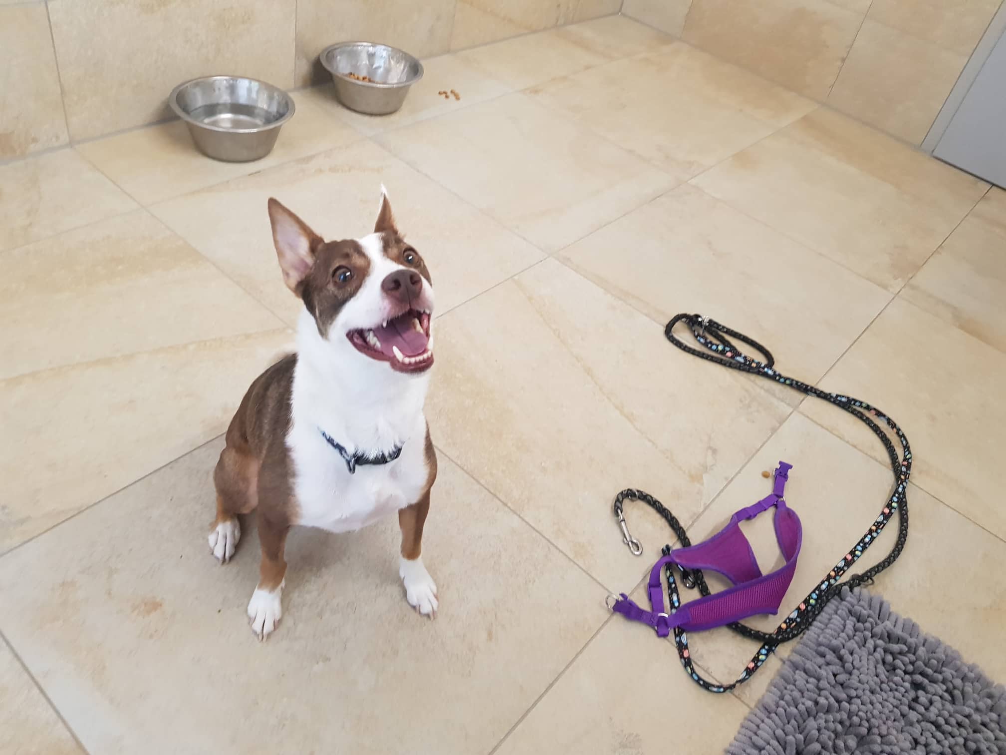 Tilda - Basenji - Bild 4