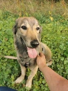 Balu - - Bild 5