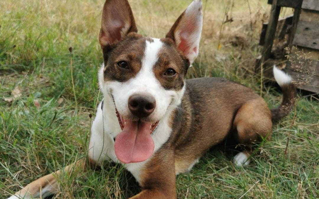 Tilda - Basenji - Bild 1