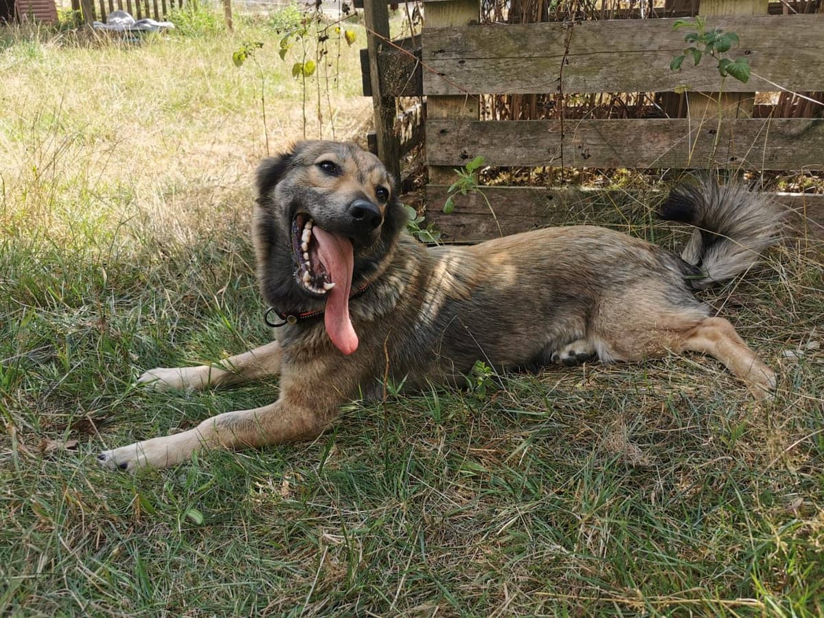 Balu - - Bild 12