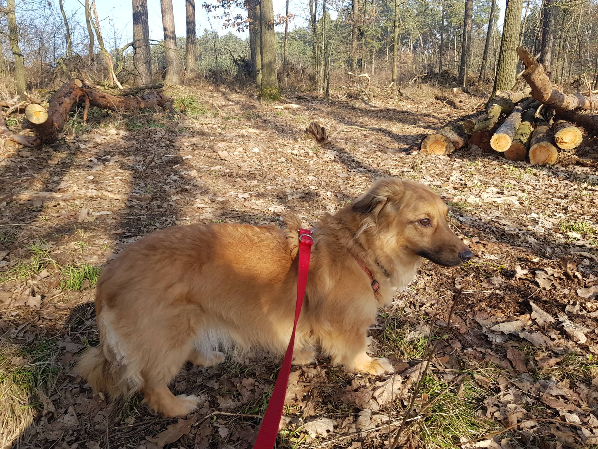 Zeus - Dackel - Bild 2