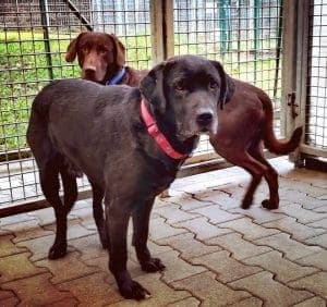 Terry - Labrador Retriever - Bild 1