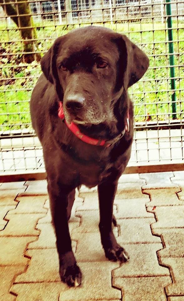 Terry - Labrador Retriever - Bild 3