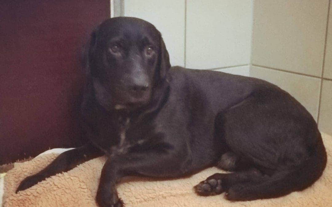 Labrador Retriever-Mix Django