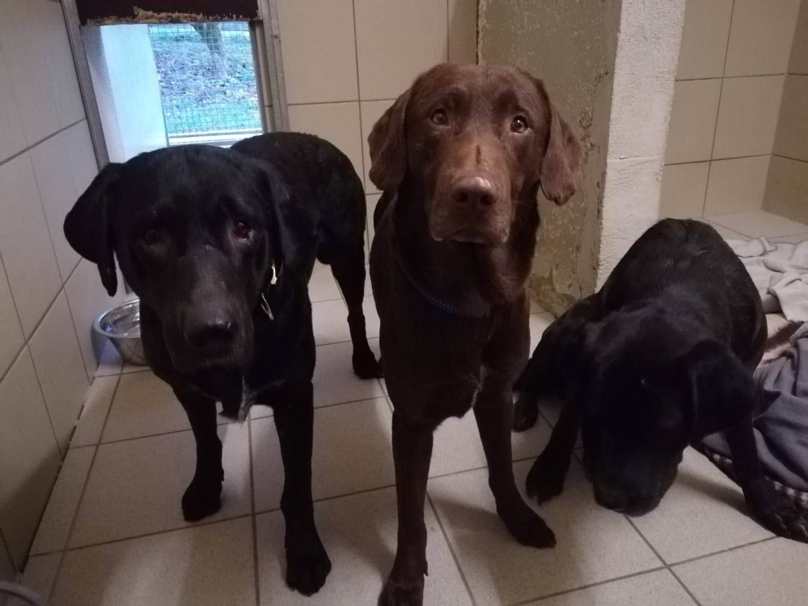 Django - Labrador Retriever - Bild 2