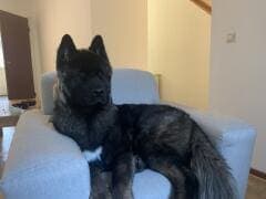 Teddy - Akita - Bild 3