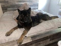 Teddy - Akita - Bild 4