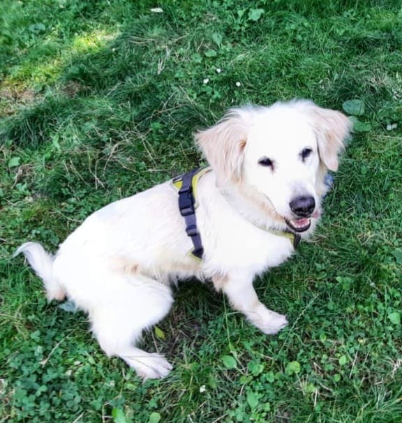 Ronja - Golden Retriever - Bild 2