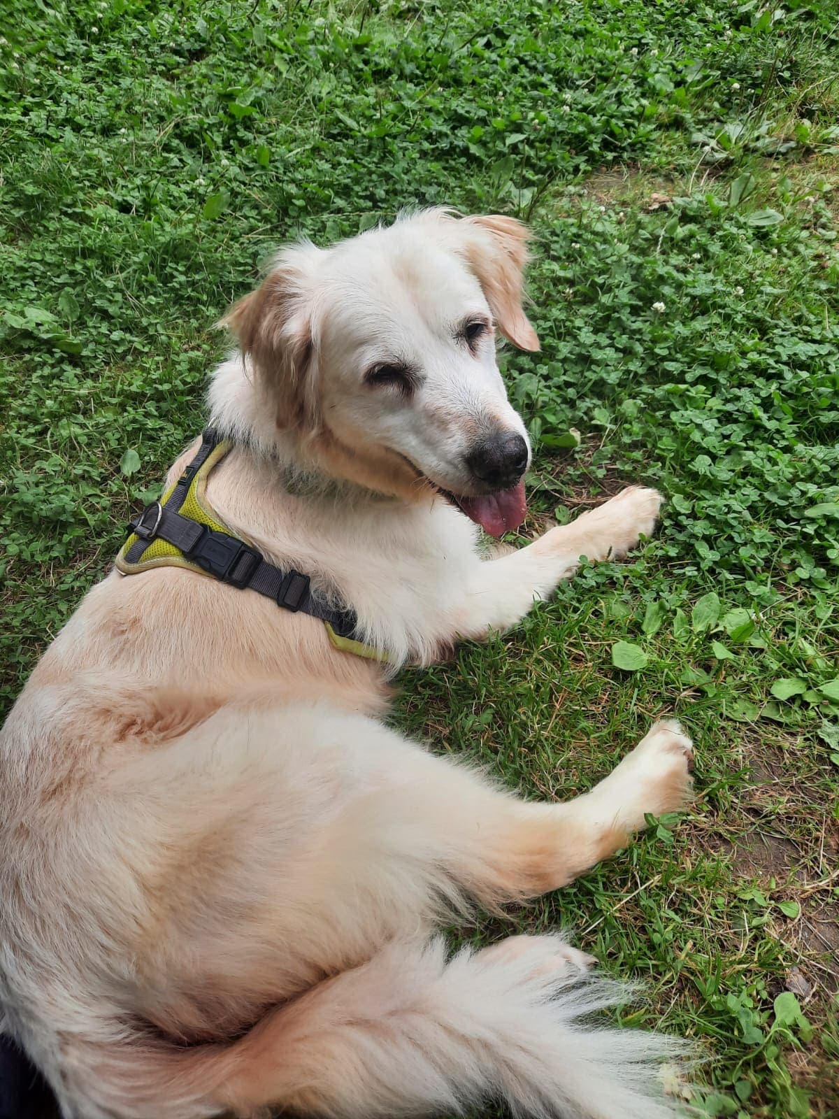 Ronja - Golden Retriever - Bild 4