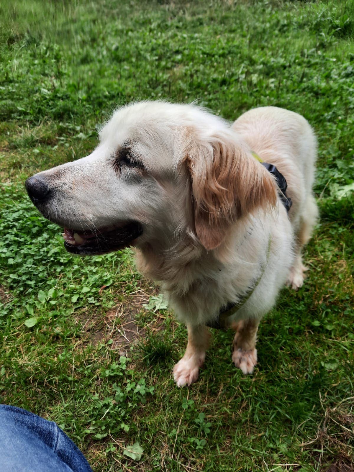 Ronja - Golden Retriever - Bild 5