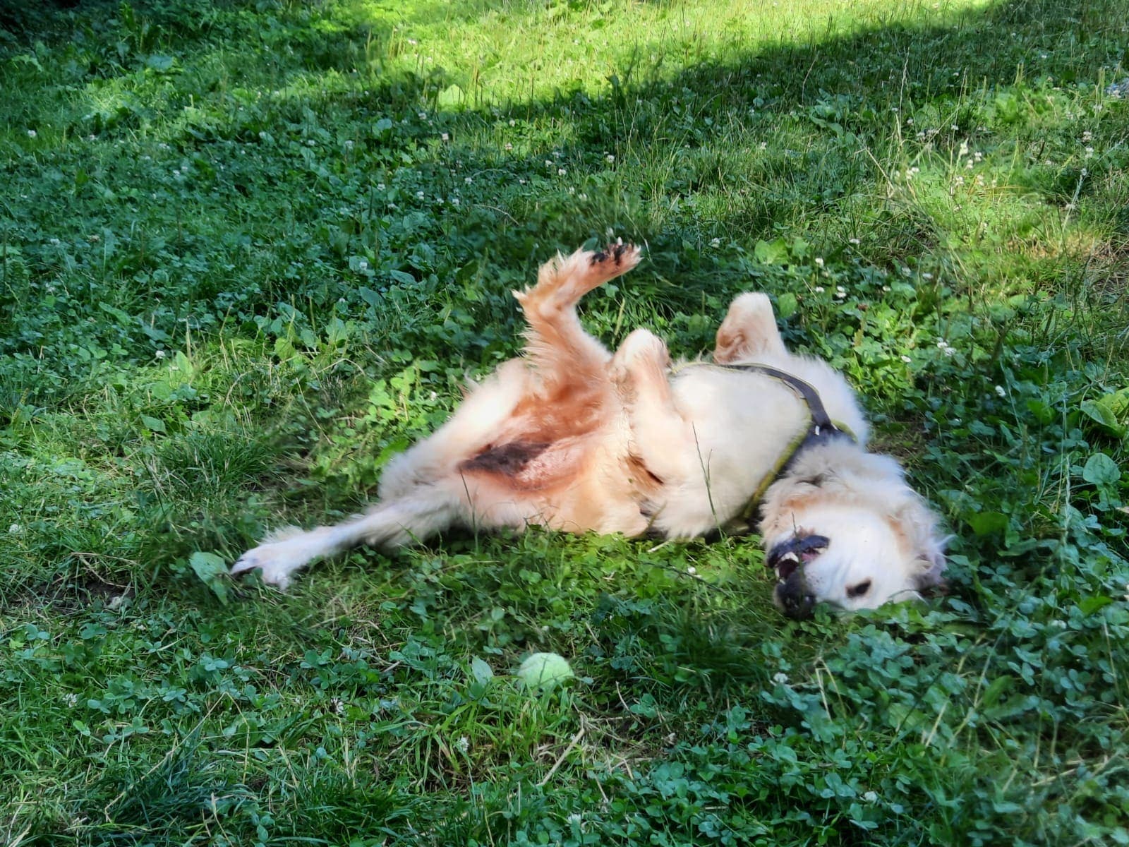 Ronja - Golden Retriever - Bild 6