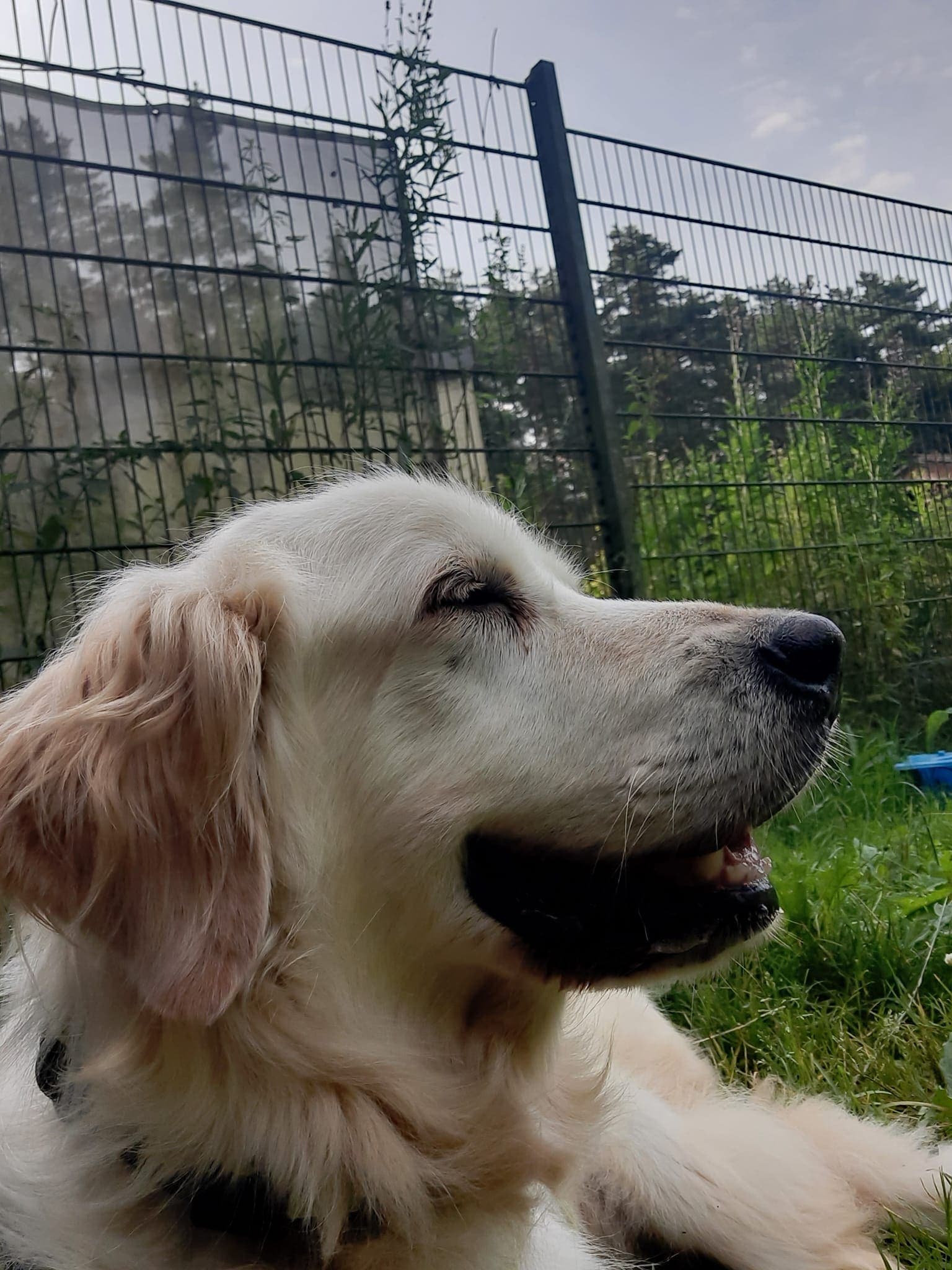 Ronja - Golden Retriever - Bild 7