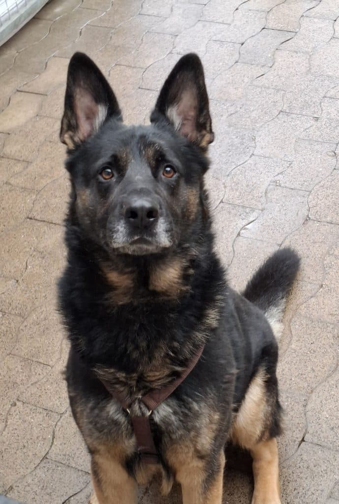 Benno - Deutscher Schäferhund - Bild 4