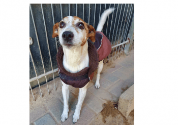 Timur - Jack Russell Terrier - Bild 1